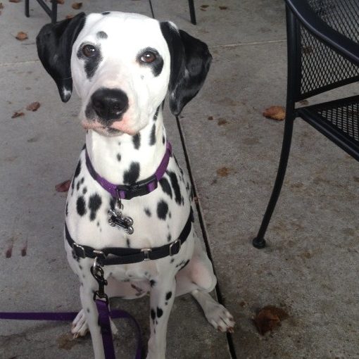 Durham NC Dog Training Always Pawsitive Dog Training