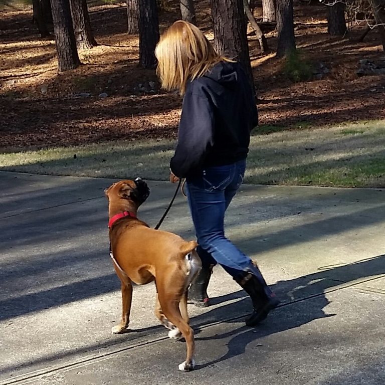 Durham NC Dog Training Always Pawsitive Dog Training