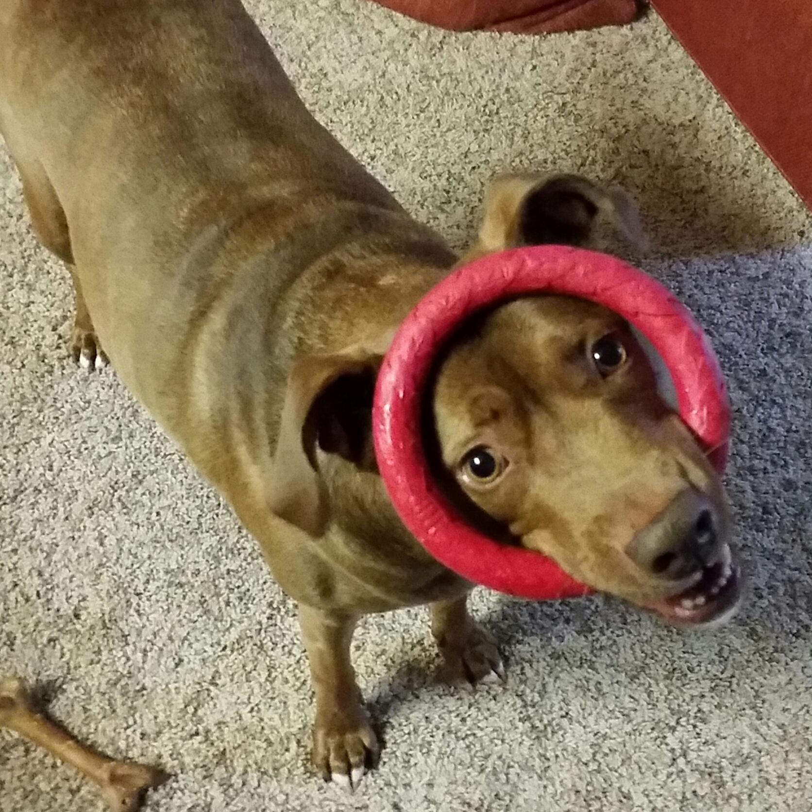 Raleigh, NC dog training Always Pawsitive Dog Training