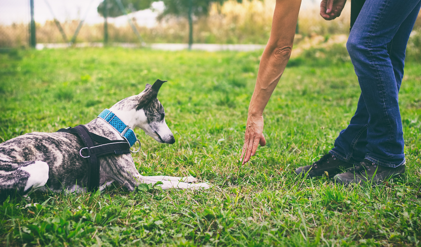 Dog Training Durham, NC | Dog Trainer Near Me | Always Pawsitive Dog Training