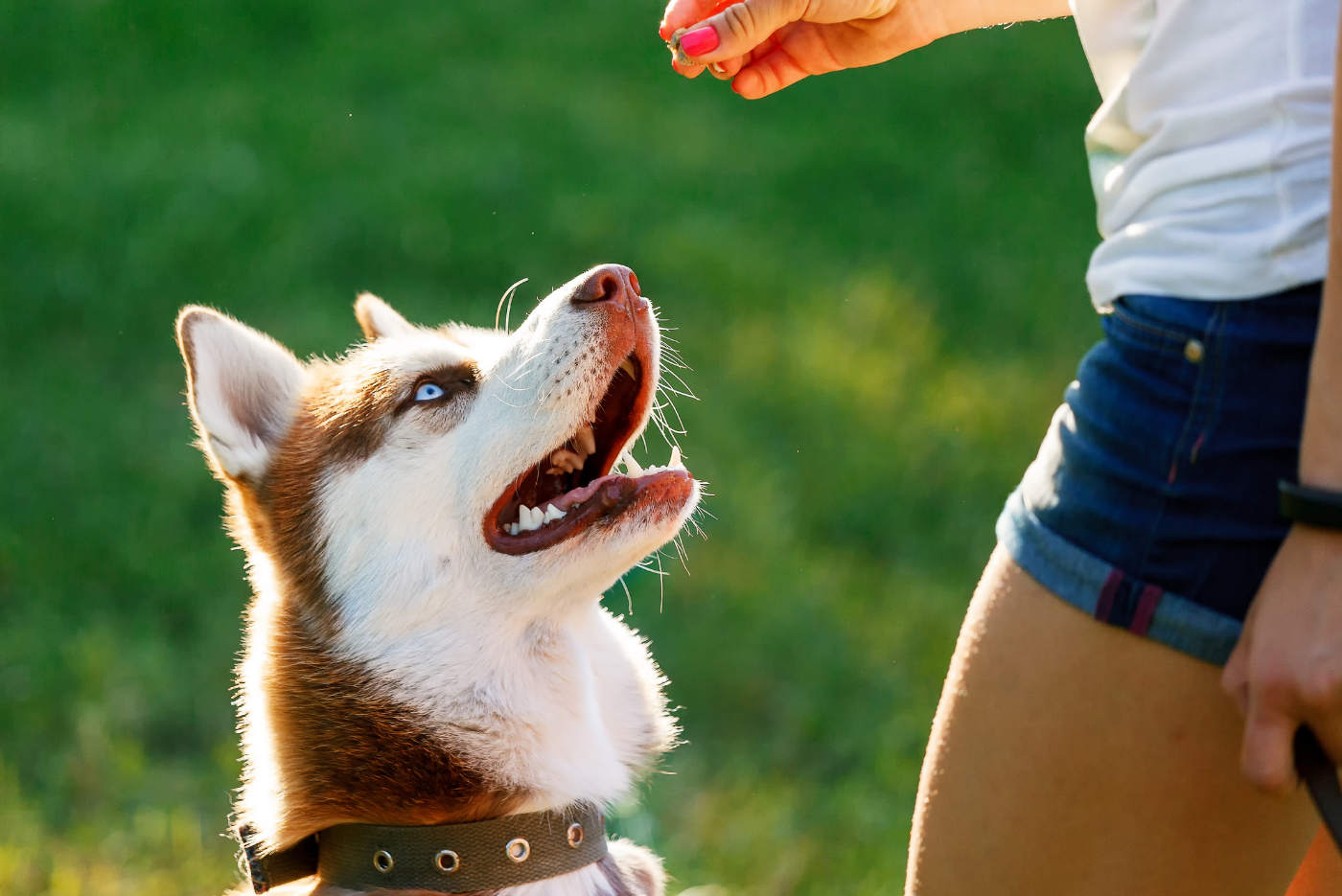 What is Clicker Training? - Pawsitive Solutions
