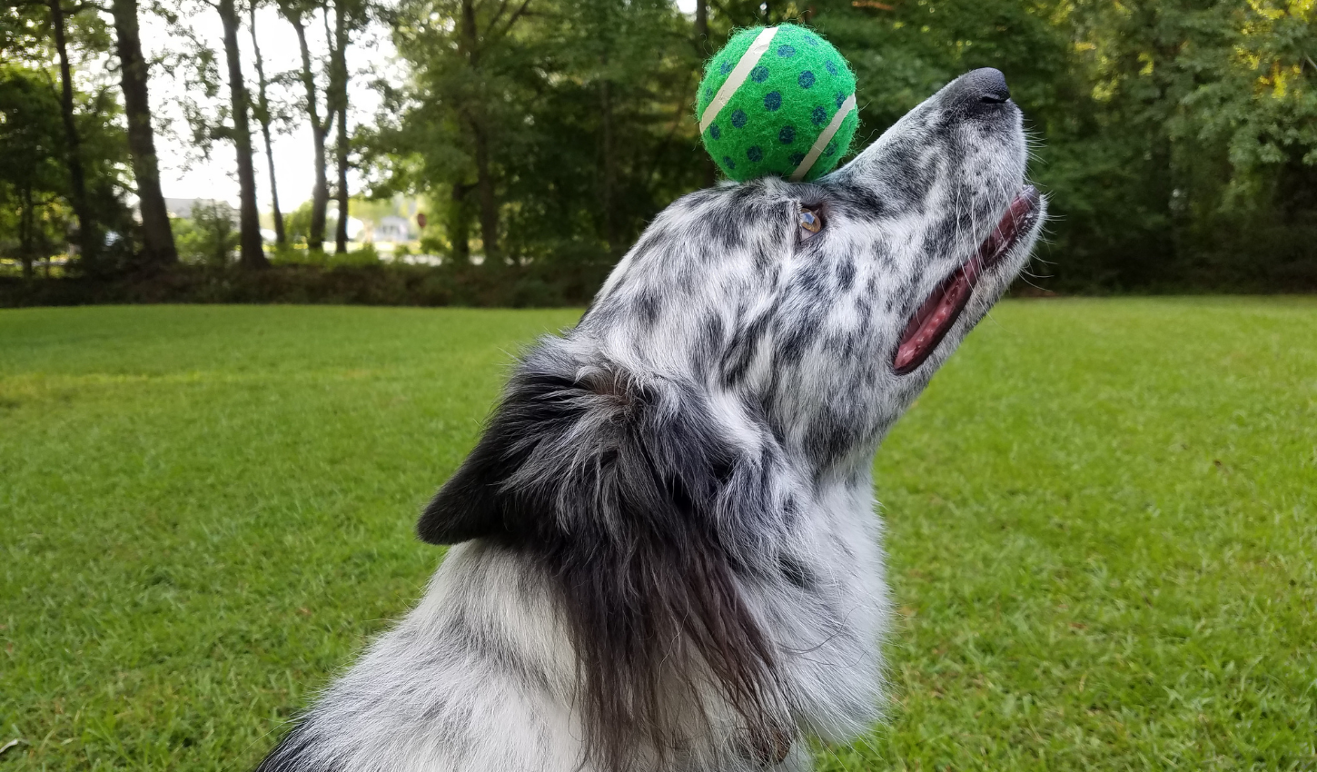 Durham Dog Trainers