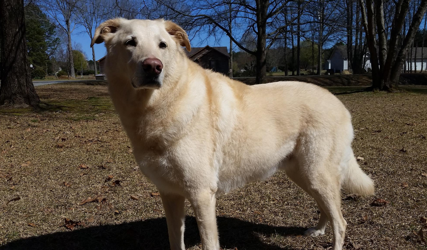 Dog Training Durham nc | Dog Trainers Near Me